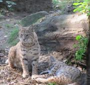 Dos jóvenes Bobcats (Lynx rufus) en Zoo Cottbus