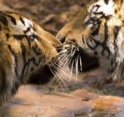 Dos tigres de Bengala, Karnataka, India