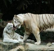 Dos Tigres de Bengala blancos del zoológico de Singapur