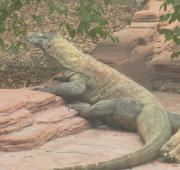 Dragón de Komodo en el Zoo de Colchester