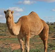 Dromedario Camello en el interior de Australia