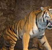 El concepto taxidermista de un tigre de dientes de sable, casi con toda seguridad equivocado porque el tigre en el que se basa este trabajo es un gato selvático.