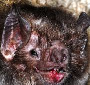 El murciélago vampiro común, Desmodus rotundus
