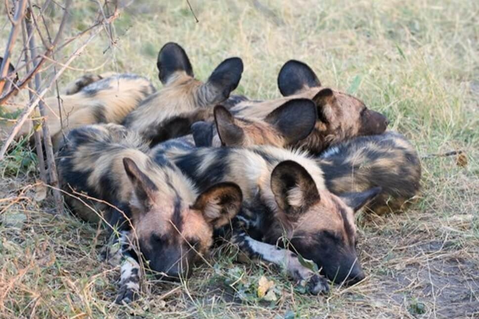 El perro salvaje africano duerme en una pila