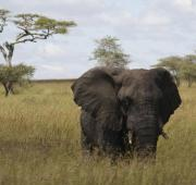 Elefante africano, Serengeti