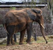 Elefante africano de Bush (Loxodonta Africana África) en el Zoo de Colchester, Reino Unido.