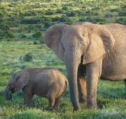 Elefante africano en el Parque Nacional Addo, Sudáfrica