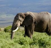 Elefante africano en Kenia