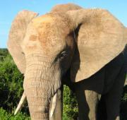 Elefante africano en Sudáfrica
