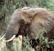 Elefante africano (Loxodonta africana) en Tanzania