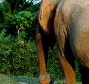 Elefante asiático (Elefas Maximus)