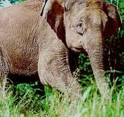 Elefante Borneo (Elephas maximus borneensis)