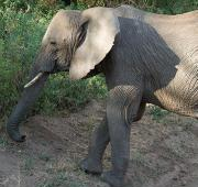 Elefante Bush africano en el Parque Nacional del Lago Manyara, Tanzania.