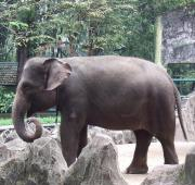 Elefante de Sumatra (Elefas Maximus Sumatranus)