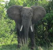 Elefante en el Parque Nacional de Murchison Falls