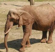 Elefante hembra del arbusto africano (también llamado elefante de Savannah)