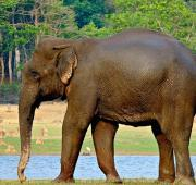 Elefante indio, Parque Nacional Nagarhole, Karnataka, India