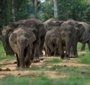 elefantes Borneo (Elephas maximus borneensis)