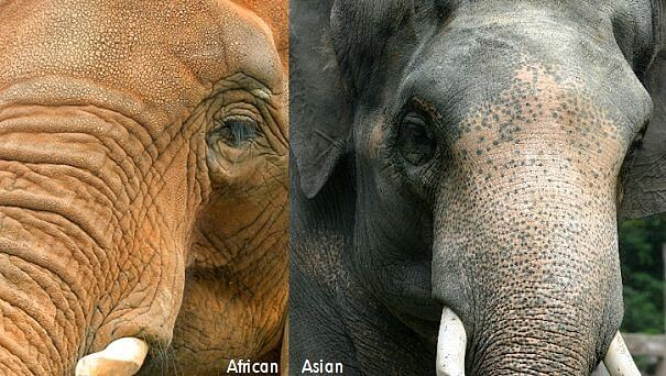 Elefantes toro africanos y asiáticos