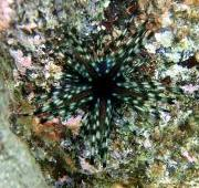Erizo de mar (Echinoidea)