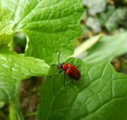 Escarabajo (Coleoptera)