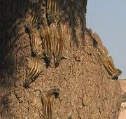 Escorrentía de ardillas del norte de la palma o ardillas de cinco rayas, India