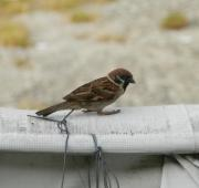 Eurasian Tree Sparrow encaramado en una pared en Georgetown, Penang