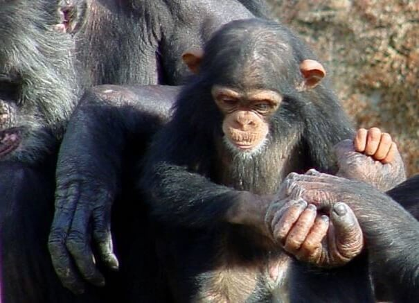 familia de chimpancés
