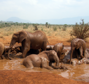 Familia de elefantes africanos de Bush tomando un baño de barro en Tsavo, Kenia