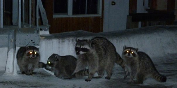 Familia mapache de noche