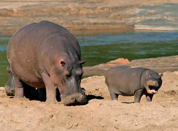 feliz madre hipopótamo y bebé