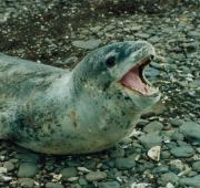 foca leopardo (Hydrurga Leptonyx)