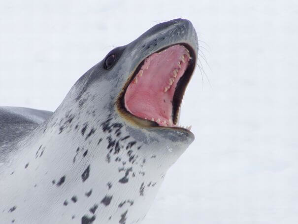 foca leopardo rugiente