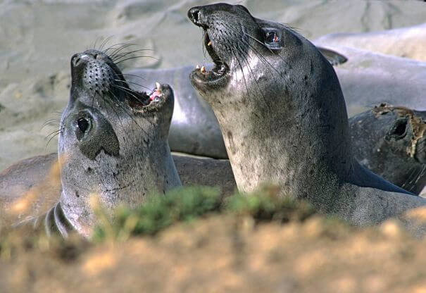 focas elefantes machos y hembras jóvenes