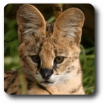 Gato serval