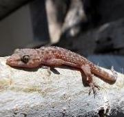 Gecko (Gekkonidae)