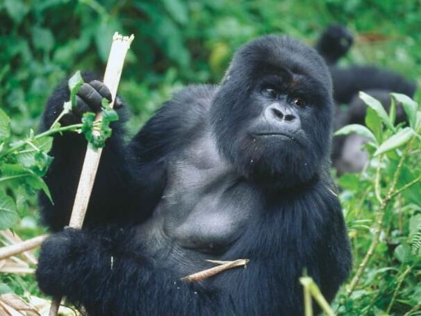 Gorila de llanura oriental