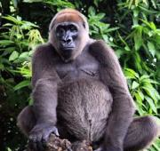 Gorila del río Cross, Centro de Vida Silvestre de Limbe, Camerún