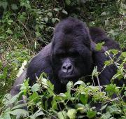Gorila en el Parque Nacional de los Volcanes