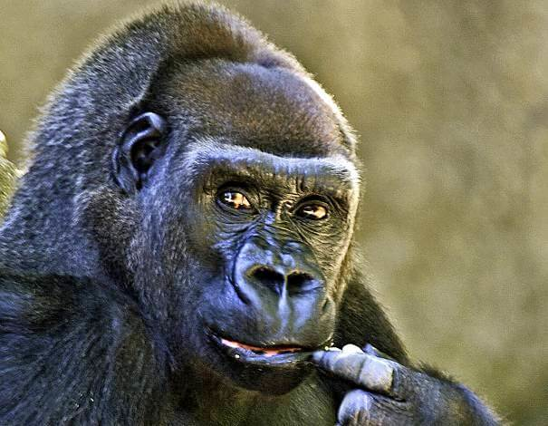 gorila en pensamiento profundo