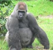 Gorila (Gorila troglodita)