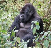 Gorila macho adulto de montaña