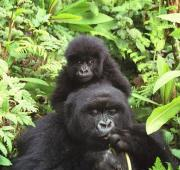 Gorila Madre y Bebé, Ruanda