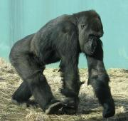 Gorila occidental de las tierras bajas en el zoológico de Louisville