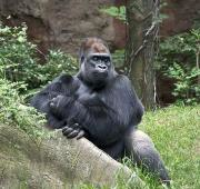 Gorila occidental de las tierras bajas en el zoológico del Bronx