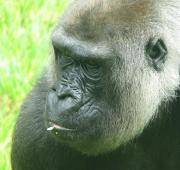 Gorila occidental de llanura baja