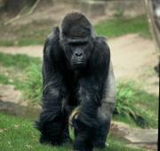 Gorila occidental macho de tierras bajas (Gorila gorilla gorilla gorilla)