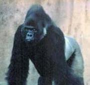 Gorila oriental de tierras bajas (Gorilla Berengei Graueri)