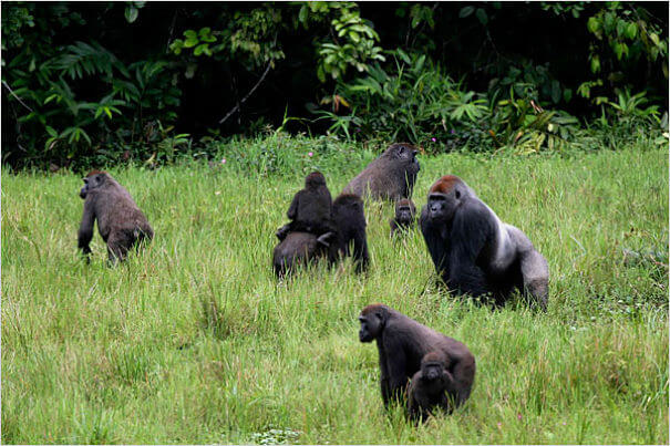 gorilas de las tierras bajas occidentales