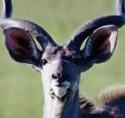 Gran Kudu, Sudáfrica